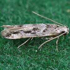 Image result for Exoteleia dodecella