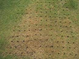 Heavily compacted lawns may need two passes to make sure the entire lawn is covered. What Are The Benefits Of Aerating Your Lawn In Winter Jimsmowing Com Au