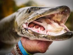 It is so highly valued that the state legislature proclaimed it the official state fish in 1955. Prairie Sportsman Muskies And Living High Season 12 Episode 5 Pbs