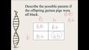 This genetic punnett squares guided student notes to follow the power point. Mendelian Genetics And Punnett Squares Youtube Punnett Squares Biology Notes High School Biology