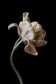 Cream And Lavender Tulip On Black Background Flowers Black Background Dark Flowers Flowers Photography