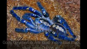 Check spelling or type a new query. P Metallica Aka Gooty Sapphire Tarantula Youtube