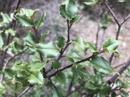 Image result for Rinorea ilicifolia