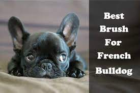 Best Brush For French Bulldog Merle French Bulldog Cute French Bulldog French Bulldog Puppies