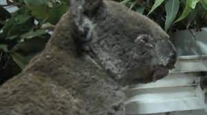 Australia Fires Wildfires May Have Killed Half A Billion Animals And Plants Cbs News
