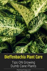 Dieffenbachia Care How To Grow The Dumb Cane Plant In 2020 Plants Dumb Cane Plant Plant Care