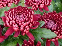We did not find results for: List Of 300 Flower Names A To Z With Images Florgeous