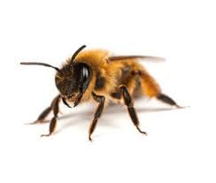 Masonry (or mortar) bees are one of those solitary types that do not nest in a colony but within individual holes in the ground and occasionally in walls. Wasp And Bee Species