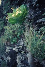 Image result for Alinula sp.