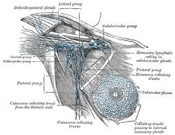 7 apr 2018 11:59 in response to jolamine. New Type Of Lymph Node Surgery May Allow Some Women To Have Fewer Nodes Removed After Chemotherapy Before Surgery