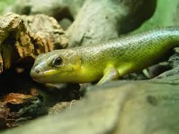 Bellatorias frerei has been assessed as least concern due to its large distribution, occurrence in a variety of both clustering of related individuals in a population of the australian lizard egernia frerei. Zootierlistehomepage