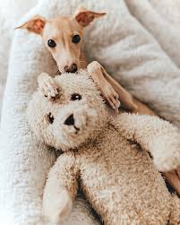 Black And White Italian Greyhound Puppy Italian Greyhound Cuddling With A Teddy Bear Teddy Dog Italian Greyhound Puppies Greyhound Puppy