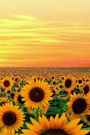 Sunflower Beautiful Flowers Sunflower Fields Flower Field