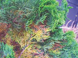 Image result for didymascella thujina