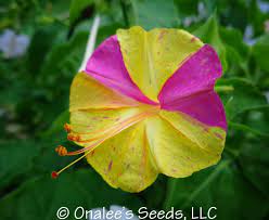 Same day or next day delivery is available. Kaleidoscope Broken Colours Four O Clock Marvel Of Peru Seeds Mirabilis