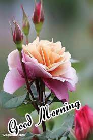 Look out and post this good morning wishes, images, quotes and messages in your facebook, twitter, pinterest pages or personally share it with your close buddy and let them know they are the first thing you remember when you open the eyes. 100 Good Morning Images With Flowers To Brighten Her Day