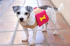 You can also make a diy dog carrier backpack at home by taking help from the internet. Diy Doggie Backpack Jonathan Fong Style