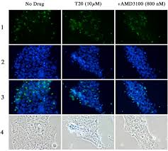 Distinct Efficacy Of Hiv 1 Entry Inhibitors To Prevent Cell To Cell Transfer Of R5 And X4 Viruses Across A Human Placental Trophoblast Barrier In A Reconstitution Model In Vitro Retrovirology Full Text