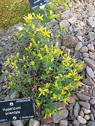 Image result for Hypericum aethiopicum