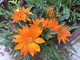 Image result for foto Gazánie