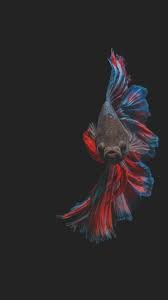 Maybe you would like to learn more about one of these? Ikan Cupang Hd Wallpaper For Android Apk Download