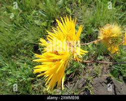 Image result for Berkheya setifera