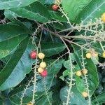 Image result for Allophylus africanus