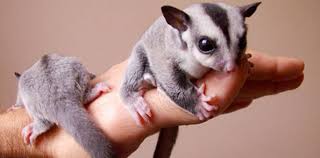 About 1% of these are pet cages, carriers & houses, 0% are pet apparel & accessories, and 0% are pet collars & leashes. Our Top 10 Most Exotic Pets Species You Can Legally Keep Now