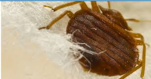 Www.magnoliahomesflorida.com the best products available for swarms, we stayed with our pest control company because of their guarantee. Bed Bugs Pest Control Service In Hyderabad Nijampet By Maxcure Pestcontrol Id 18903521555