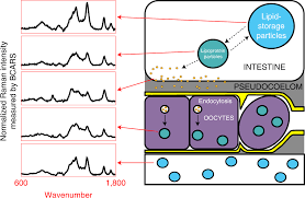Check spelling or type a new query. Spectroscopic Coherent Raman Imaging Of Caenorhabditis Elegans Reveals Lipid Particle Diversity Nature Chemical Biology