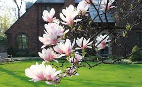 Image result for Magnolia White 1980 Amos and Sons