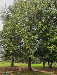 Image result for Pterospermum acerifolium