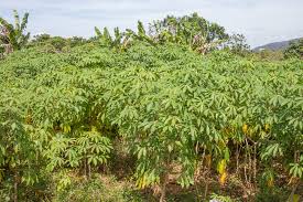 Image result for Manihot esculenta