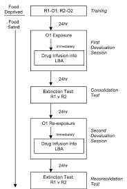 flow chart of the behavioral procedures used for details