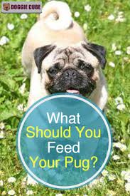 what should you feed your pug doggie cube pugs dog nutrition best puppy food