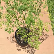 Image result for Moringa oleifera