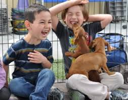 They will be the main attraction of the party, aside from your child celebrating his birthday or any. Los Angeles Puppies For Parties
