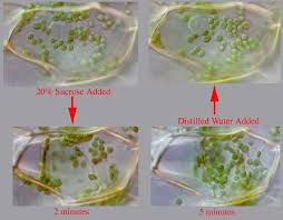 It is known that a fully turgid cell has a turgor pressure value equal to that of the cell and that a flaccid cell has a value at or near to zero. Plasmolysis