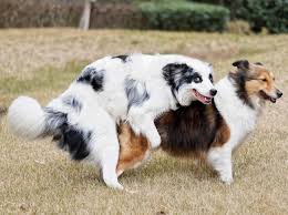 Denn bei hunden gibt es keine wechseljahre, nach der eine hündin unfruchtbar … hündinnen können bis ins hohe alter läufig werden. Laufigkeit Bei Der Hundin Verlauf Anzeichen Dauer