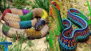 Top 10 Most Beautiful Colorful Large Snakes In The World For Pet Largest Snake Snake Beautiful