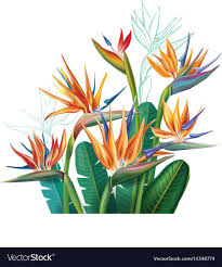 Sketch Bird Of Paradise Flower Drawing Floral Bouquet With Strelitzia Flowers Vector Image On Vectorstock In 2020 Vector Flowers Tropical Illustration Flower Sketches