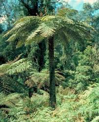 Image result for Cyathea cf. humilis