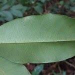 Image result for Hunteria