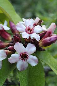 Image result for Strophanthus eminii