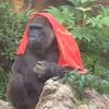 Jun 12, 2021 · 上野動物園はウェブサイトを特別仕様にし、昼からはシャンシャンと同じ2017年生まれのニシゴリラの「リキ」との成長を比べる動画を配信する. 1