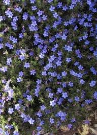 They offer both beauty and function, giving a yard color while simultaneously helping to fight weeds and control erosion. Ed S Favorites Lithodora Ground Cover Ground Cover Plants Trees To Plant