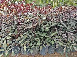 Image result for Leea guineensis