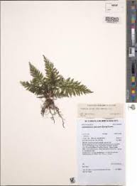 Image result for Abrodictyum rigidum