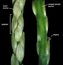 Image result for Digitaria acuminatissima