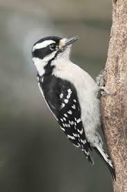 Black And White Striped Bird Google Search Black And White Birds White Bird Black And White
